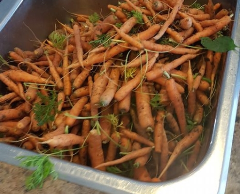 carrots harvested from the garden