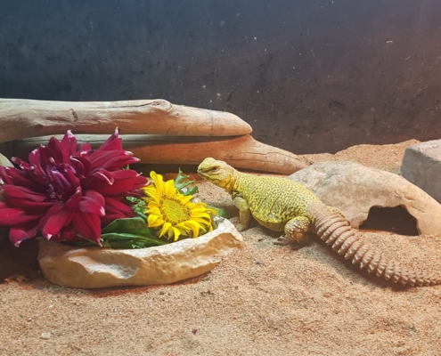 lizzy the lizard enjoying homegrown flowers