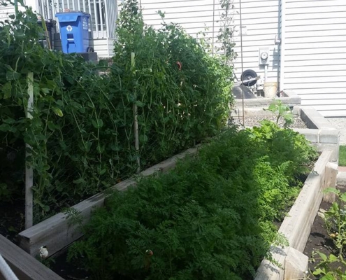 raised beds garden