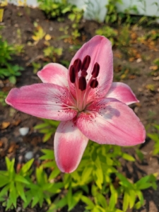 lily from the garden