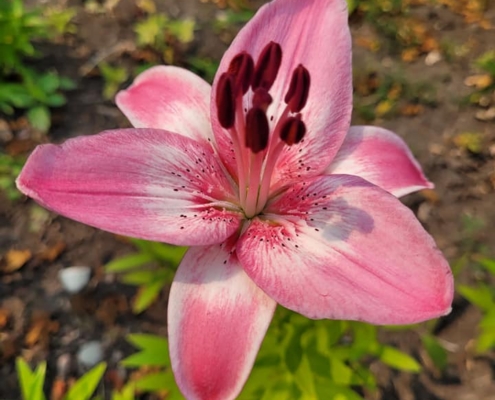 lily from the garden