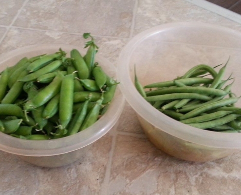 peas and beans from the garden