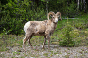 big horn sheep