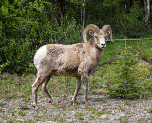 big horn sheep