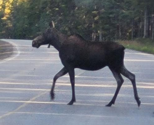 moose crossing road