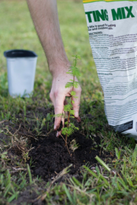 planting a tree