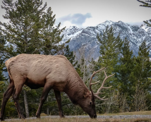 Elk in the wild