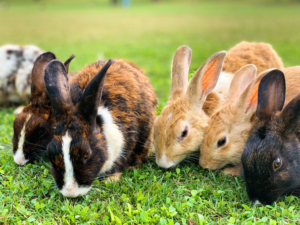 bunny rabbits eating clover