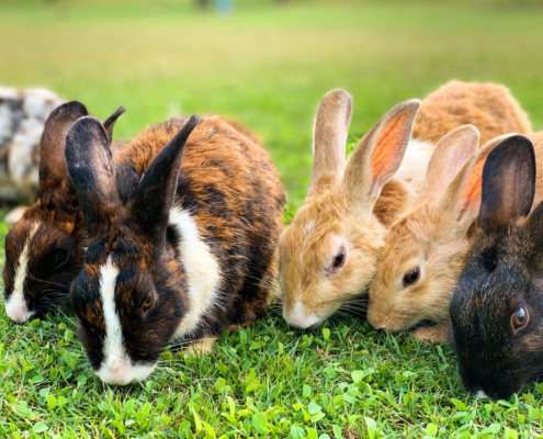 bunny rabbits eating clover