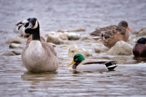 Geese and ducks in the water