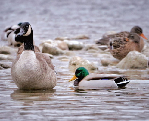 Geese and ducks in the water