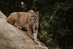 cougar on rock