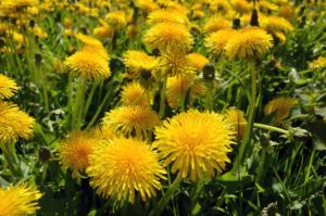 dandelions