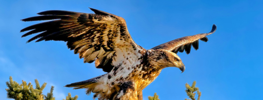 eagle flying