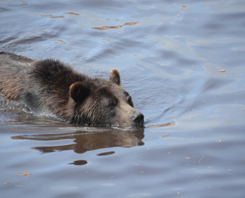 grizzly bear in the water