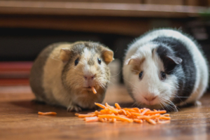 hamster family pets