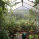tomatoes growing inside greenhouse