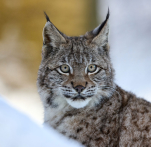 lynx