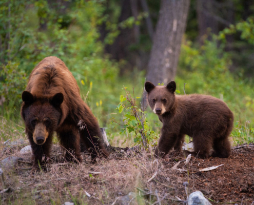 bears in the forest