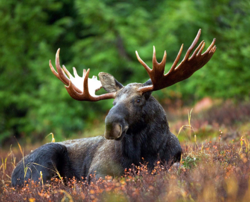 moose relaxing in the field