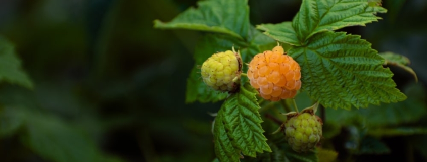 raspberries in the woods