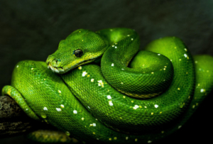 green snake