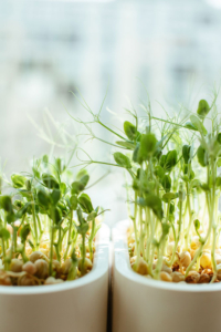 sprouts grown at home