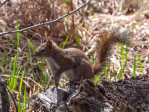 squirrel in the woods