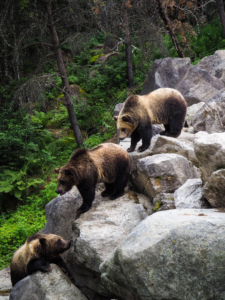 bears climbing on the rocks