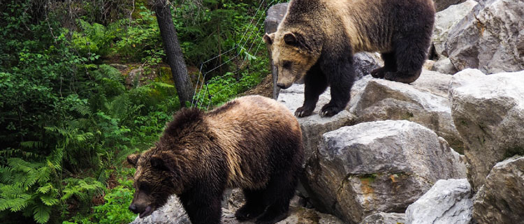 bears climbing on the rocks