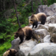 bears climbing on the rocks