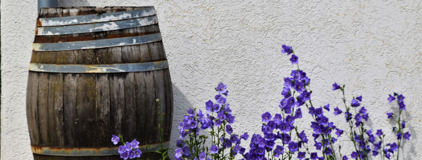 water barrel beside blue flowers