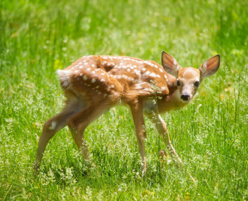 baby deer in the grass