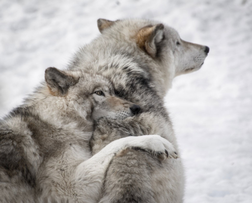 wolves in the snow