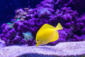 fish in aquarium