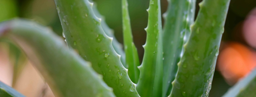 aloe vera