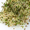 Alfalfa Sprouts