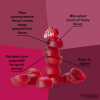 Organic Energy Chews - Pomegranate Passionfruit